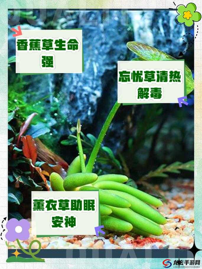 香蕉和忘忧草对焦虑的影响之深入探究与分析