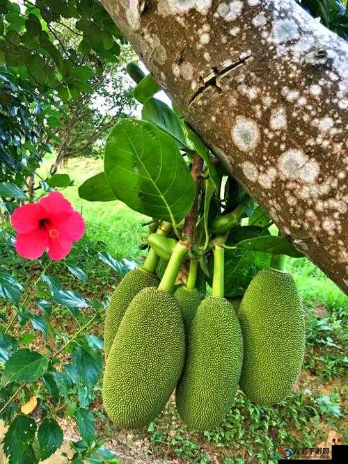 菠萝蜜观看路线仙踪林：带你领略独特的自然风情与奇妙景观