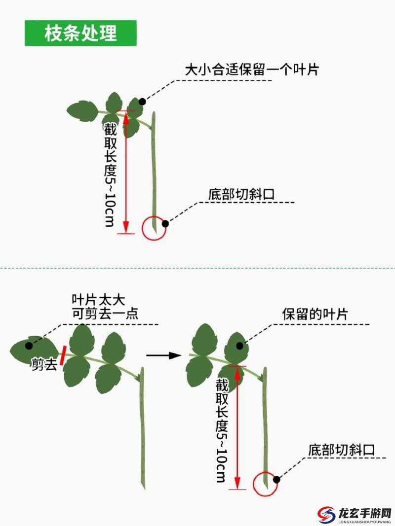 日本 72 种扦插方式：深入探究其丰富多样的园艺技巧