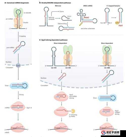 RNA 与 DNA 杂交过程及其在基因调控中的重要作用