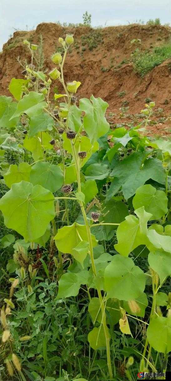 色色麻是一种非常独特的植物：它有着独特的外观和特性