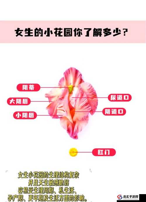 如何正确抚摸小花园：探索技巧与方法