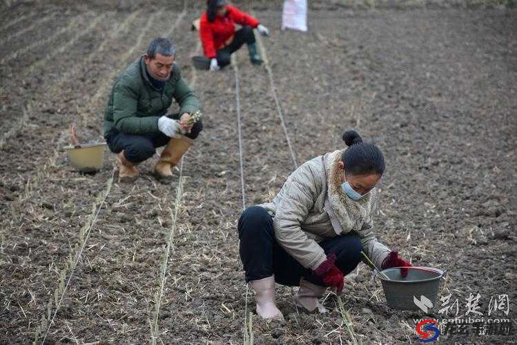 让扦插 BB 技术优势与好处得到更好的传播：最新技术，带来新的希望