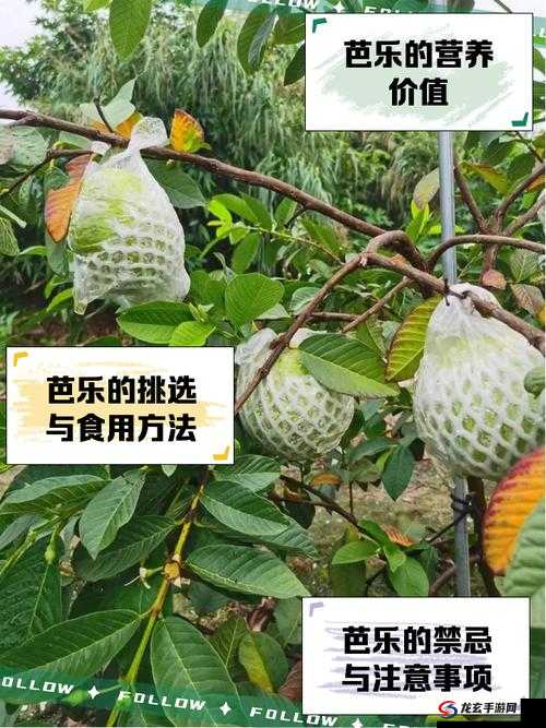 芭乐最新版官网下载指南：快速获取官方正版安装包及使用教程