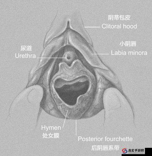 一级开抱破处女无毛片子，你需要知道的一切