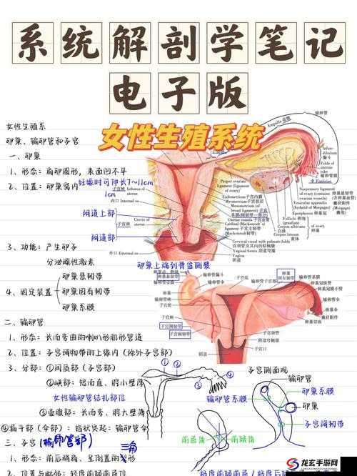 女性生殖系统标本：结构、功能与健康维护的全面指南