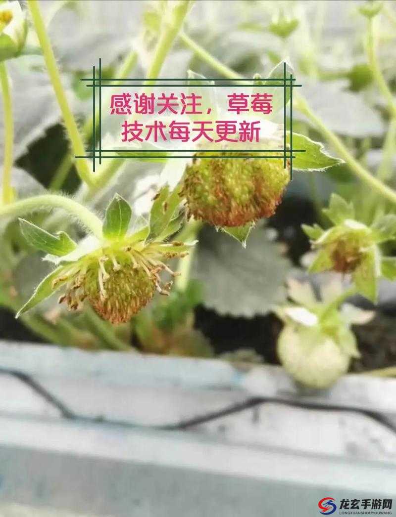 国产草莓视频：最新种植技术与市场趋势解析，如何挑选最甜美的国产草莓？