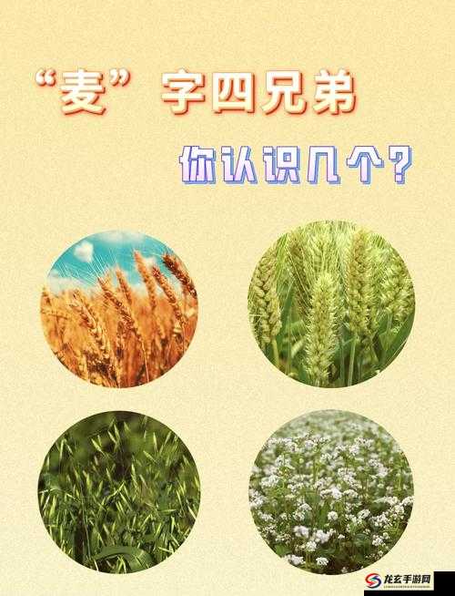 麦子交换 3 是什么？它有哪些独特之处和重要意义？一起来了解