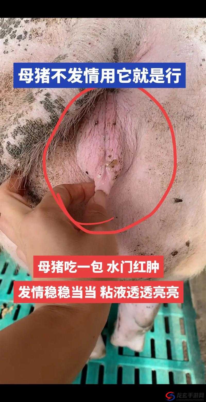 母猪水门特写究竟隐藏着怎样的秘密？快来一探究竟